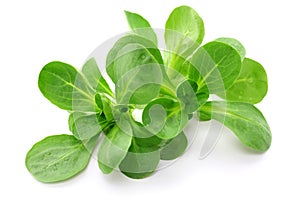 Corn salad, mache, lambs lettuce photo